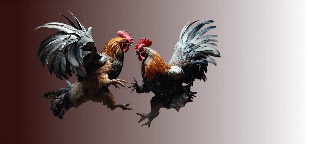 bj66-bet-home-Đá-Gà-Trực-Tuyến-Là-Gì-img