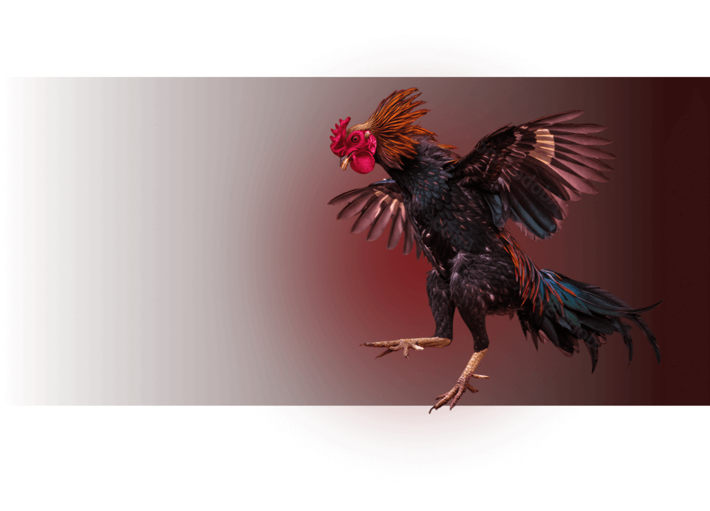 bj66-bet-home-Đá-Gà-Trực-img