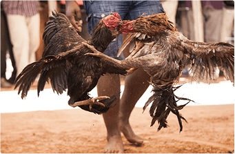 bj66-bet-home-Nhung-Truong-Ga-Noi-Tieng-Co-The-Xem-Truc-Tuyen-img-1