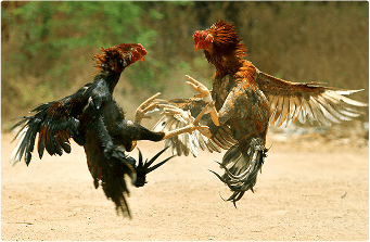 bj66-bet-home-Nhung-Truong-Ga-Noi-Tieng-Co-The-Xem-Truc-Tuyen-img-2