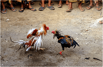 bj66-bet-home-Nhung-Truong-Ga-Noi-Tieng-Co-The-Xem-Truc-Tuyen-img-3